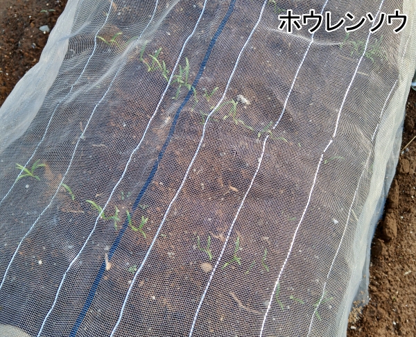 f:id:plnttr831:20210329212651j:plain