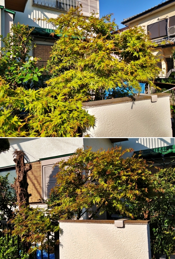 f:id:plnttr831:20210407175114j:plain