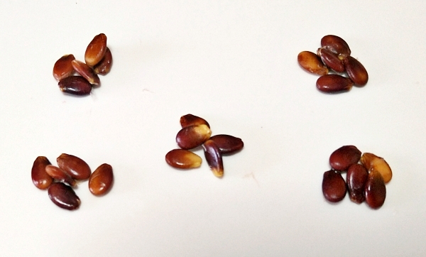 f:id:plnttr831:20210411132147j:plain