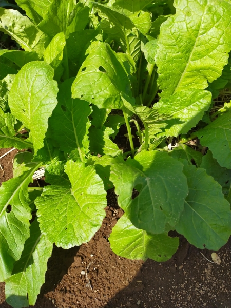 f:id:plnttr831:20210419203342j:plain