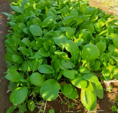 f:id:plnttr831:20210419203346j:plain