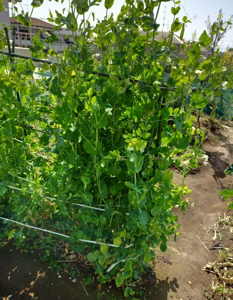 f:id:plnttr831:20210419203353j:plain