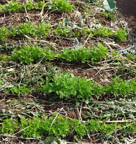 f:id:plnttr831:20210419203358j:plain