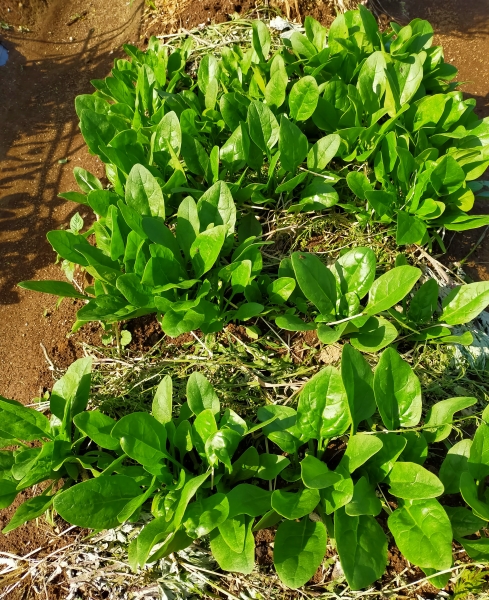 f:id:plnttr831:20210419203410j:plain