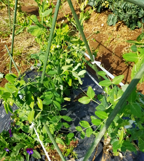 f:id:plnttr831:20210419203422j:plain