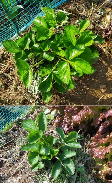 f:id:plnttr831:20210419203431j:plain