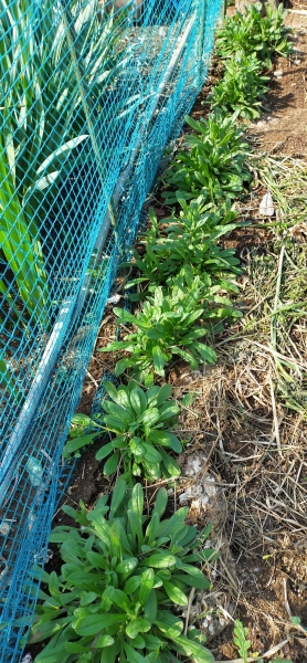 f:id:plnttr831:20210419203435j:plain