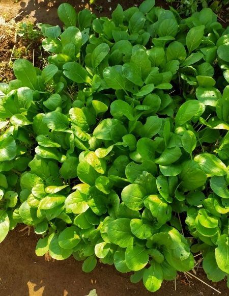 f:id:plnttr831:20210420103812j:plain