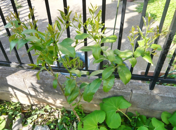 f:id:plnttr831:20210420161750j:plain