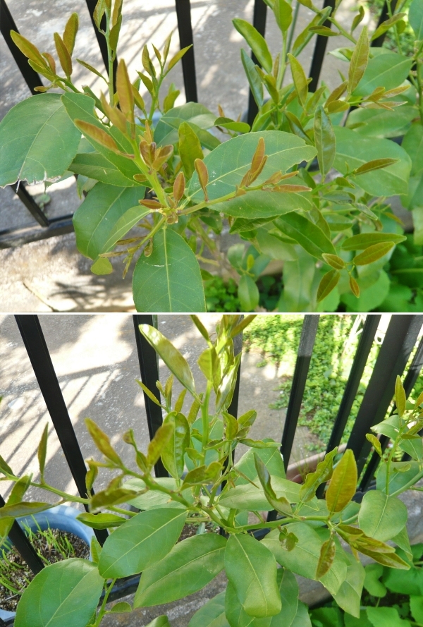 f:id:plnttr831:20210420161753j:plain