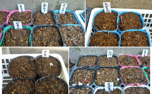 f:id:plnttr831:20210420161801j:plain