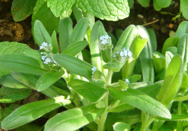 f:id:plnttr831:20210420161805j:plain