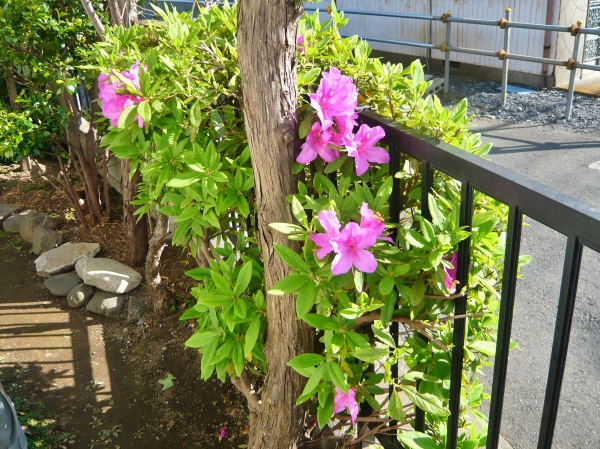 f:id:plnttr831:20210420161810j:plain