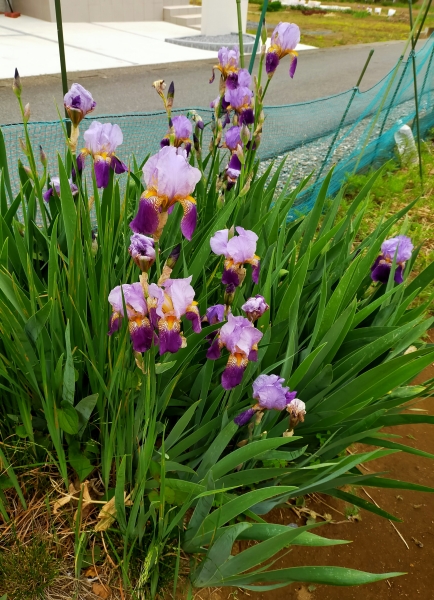 f:id:plnttr831:20210507111052j:plain