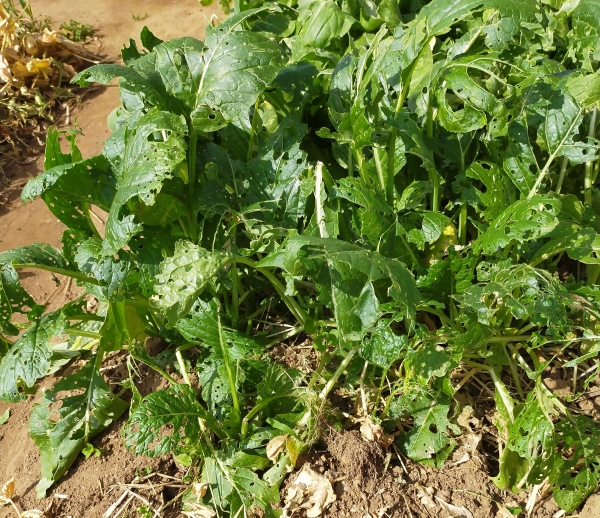 f:id:plnttr831:20210510102800j:plain