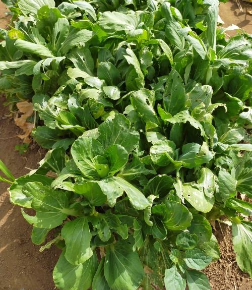 f:id:plnttr831:20210510102806j:plain