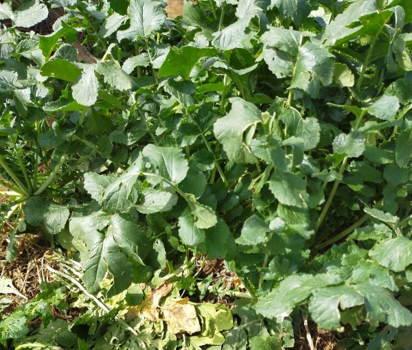 f:id:plnttr831:20210510102818j:plain