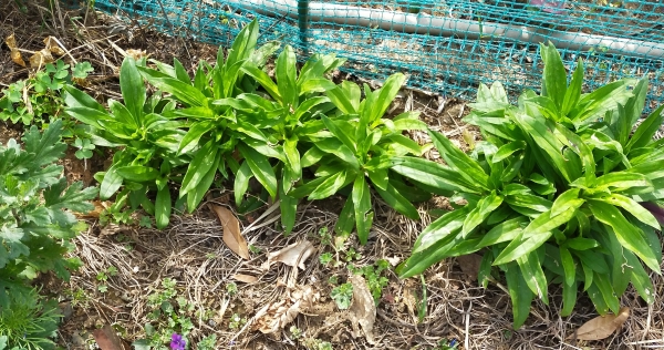 f:id:plnttr831:20210510102826j:plain