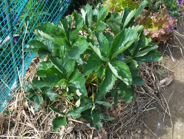 f:id:plnttr831:20210510102829j:plain