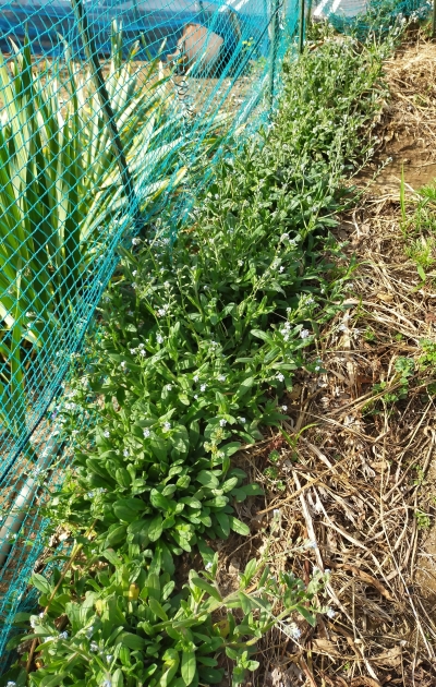 f:id:plnttr831:20210510102833j:plain