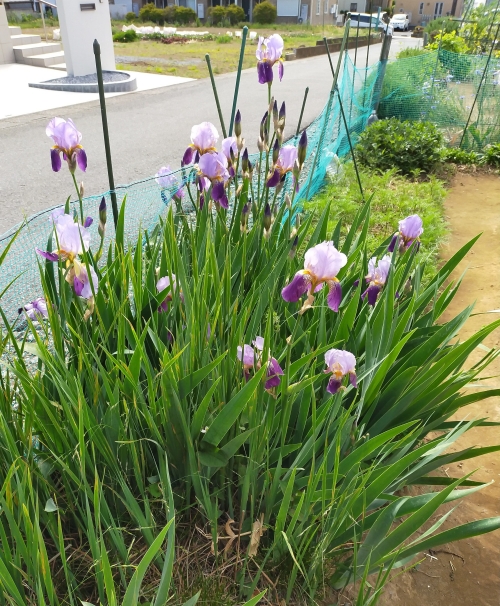 f:id:plnttr831:20210510102837j:plain