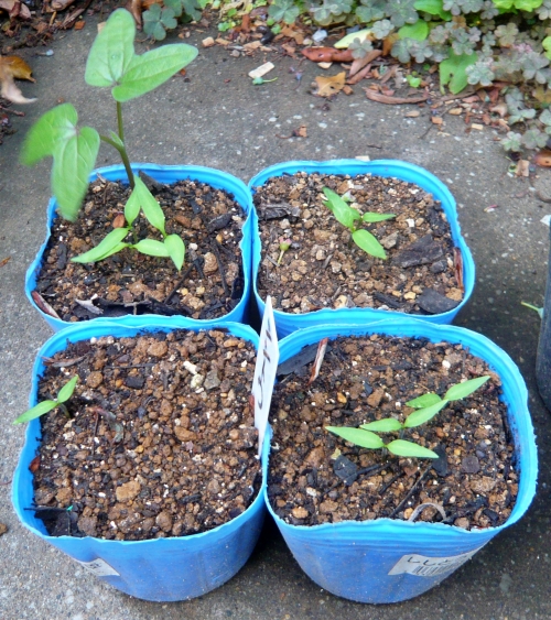 f:id:plnttr831:20210518113039j:plain