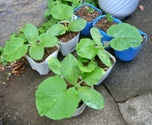 f:id:plnttr831:20210518113047j:plain