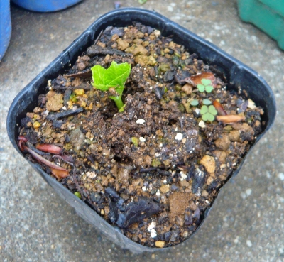 f:id:plnttr831:20210518113055j:plain