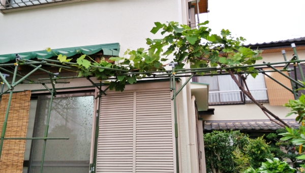 f:id:plnttr831:20210522211135j:plain