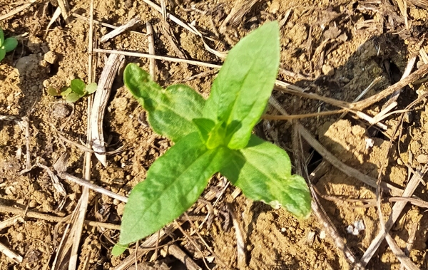 f:id:plnttr831:20210610102843j:plain