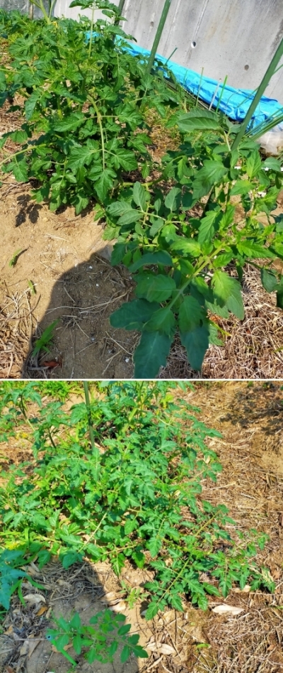 f:id:plnttr831:20210610102847j:plain