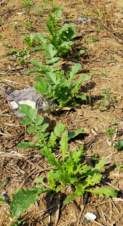 f:id:plnttr831:20210610102851j:plain