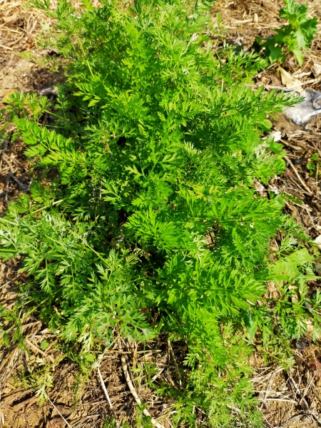 f:id:plnttr831:20210610102902j:plain