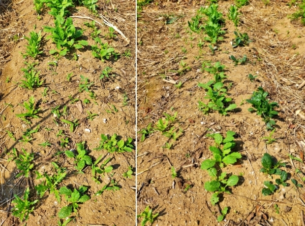 f:id:plnttr831:20210610102906j:plain