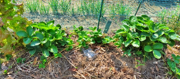 f:id:plnttr831:20210610102914j:plain