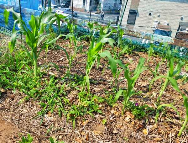 f:id:plnttr831:20210610102918j:plain