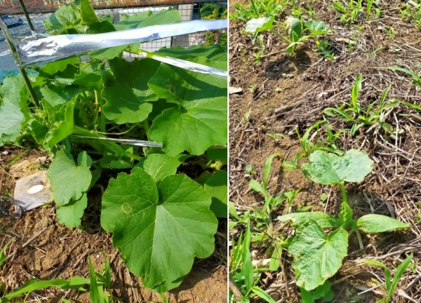 f:id:plnttr831:20210610102922j:plain