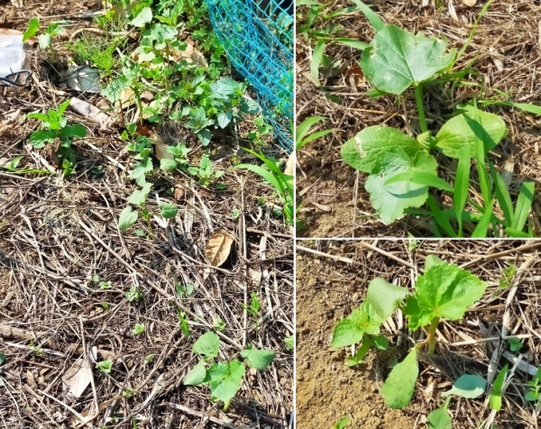 f:id:plnttr831:20210610102926j:plain