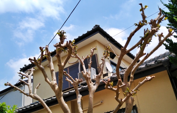f:id:plnttr831:20210712145711j:plain