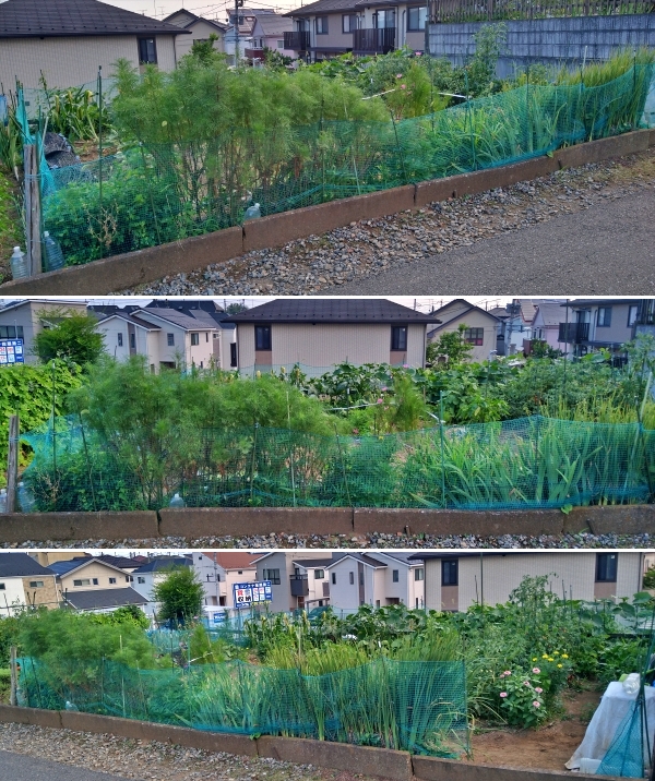 f:id:plnttr831:20210728200358j:plain