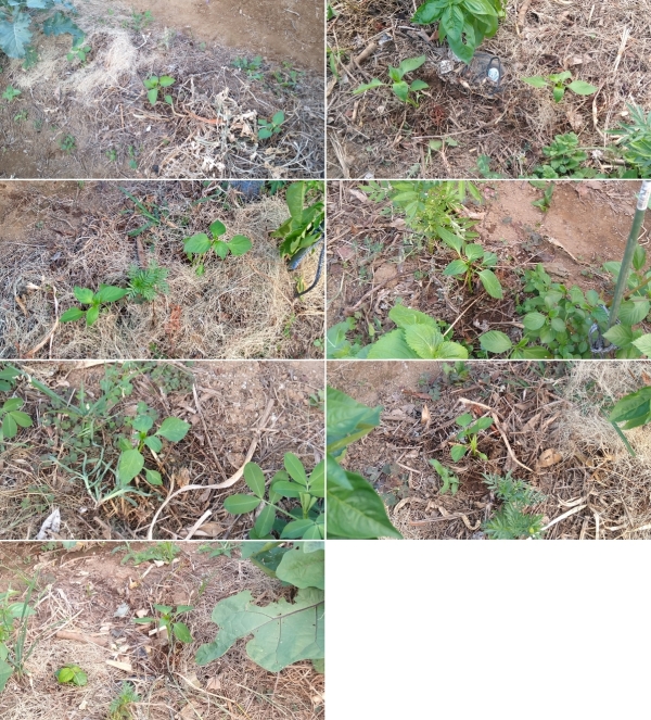 f:id:plnttr831:20210728200411j:plain