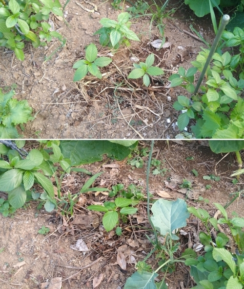 f:id:plnttr831:20210728200415j:plain