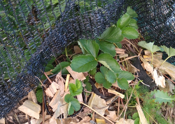 f:id:plnttr831:20210728200423j:plain