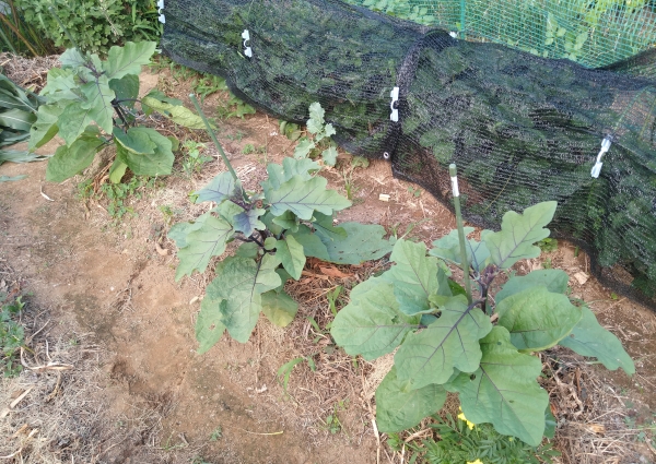 f:id:plnttr831:20210728200427j:plain