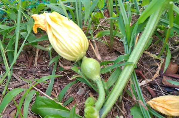 f:id:plnttr831:20210728200431j:plain