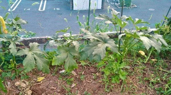 f:id:plnttr831:20210728200434j:plain