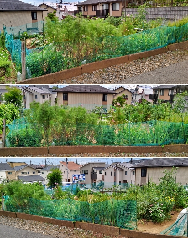 f:id:plnttr831:20210802172514j:plain