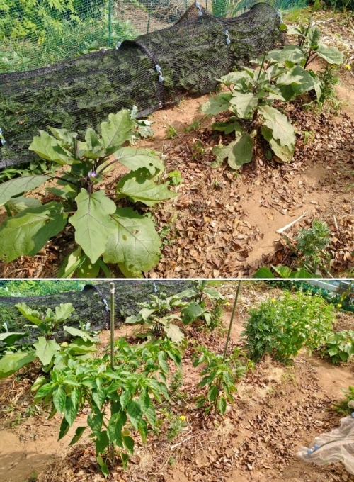 f:id:plnttr831:20210802172522j:plain