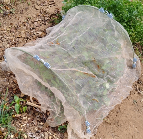 f:id:plnttr831:20210802172531j:plain