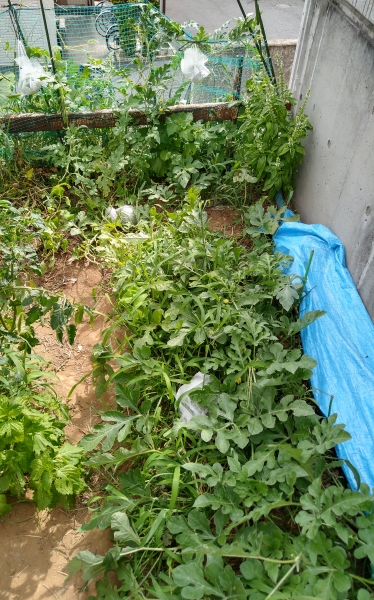 f:id:plnttr831:20210802172540j:plain